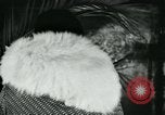 Image of cats New York City USA, 1931, second 45 stock footage video 65675051980