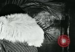 Image of cats New York City USA, 1931, second 46 stock footage video 65675051980