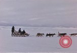 Image of dog team Antarctica, 1956, second 7 stock footage video 65675052042