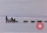 Image of dog team Antarctica, 1956, second 10 stock footage video 65675052042