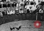 Standbild cockfighting Guaynabo Puerto Rico, 1935, aus Sekunde 10 historischem Filmmaterial Videoclip 65675052095
