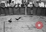 Standbild cockfighting Guaynabo Puerto Rico, 1935, aus Sekunde 20 historischem Filmmaterial Videoclip 65675052095