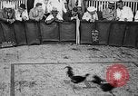 Standbild cockfighting Guaynabo Puerto Rico, 1935, aus Sekunde 21 historischem Filmmaterial Videoclip 65675052095