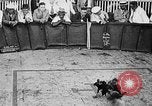 Standbild cockfighting Guaynabo Puerto Rico, 1935, aus Sekunde 27 historischem Filmmaterial Videoclip 65675052095