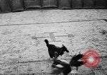 Standbild cockfighting Guaynabo Puerto Rico, 1935, aus Sekunde 28 historischem Filmmaterial Videoclip 65675052095