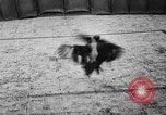 Standbild cockfighting Guaynabo Puerto Rico, 1935, aus Sekunde 29 historischem Filmmaterial Videoclip 65675052095