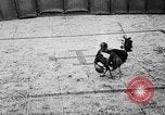 Standbild cockfighting Guaynabo Puerto Rico, 1935, aus Sekunde 31 historischem Filmmaterial Videoclip 65675052095