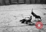 Standbild cockfighting Guaynabo Puerto Rico, 1935, aus Sekunde 32 historischem Filmmaterial Videoclip 65675052095
