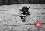 Standbild cockfighting Guaynabo Puerto Rico, 1935, aus Sekunde 33 historischem Filmmaterial Videoclip 65675052095