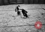 Standbild cockfighting Guaynabo Puerto Rico, 1935, aus Sekunde 34 historischem Filmmaterial Videoclip 65675052095