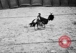 Standbild cockfighting Guaynabo Puerto Rico, 1935, aus Sekunde 35 historischem Filmmaterial Videoclip 65675052095