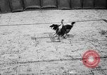 Standbild cockfighting Guaynabo Puerto Rico, 1935, aus Sekunde 36 historischem Filmmaterial Videoclip 65675052095