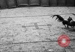 Standbild cockfighting Guaynabo Puerto Rico, 1935, aus Sekunde 37 historischem Filmmaterial Videoclip 65675052095