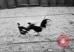 Standbild cockfighting Guaynabo Puerto Rico, 1935, aus Sekunde 38 historischem Filmmaterial Videoclip 65675052095