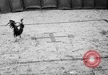 Standbild cockfighting Guaynabo Puerto Rico, 1935, aus Sekunde 39 historischem Filmmaterial Videoclip 65675052095