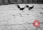 Standbild cockfighting Guaynabo Puerto Rico, 1935, aus Sekunde 40 historischem Filmmaterial Videoclip 65675052095