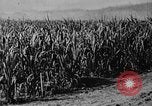 Image of workers San Juan Puerto Rico, 1935, second 24 stock footage video 65675052102
