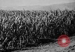 Image of workers San Juan Puerto Rico, 1935, second 26 stock footage video 65675052102