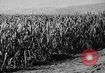 Image of workers San Juan Puerto Rico, 1935, second 27 stock footage video 65675052102