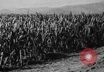 Image of workers San Juan Puerto Rico, 1935, second 28 stock footage video 65675052102