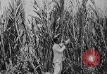 Image of workers San Juan Puerto Rico, 1935, second 29 stock footage video 65675052102