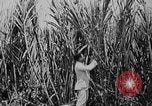 Image of workers San Juan Puerto Rico, 1935, second 30 stock footage video 65675052102