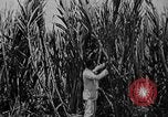 Image of workers San Juan Puerto Rico, 1935, second 31 stock footage video 65675052102