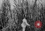 Image of workers San Juan Puerto Rico, 1935, second 33 stock footage video 65675052102