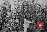 Image of workers San Juan Puerto Rico, 1935, second 34 stock footage video 65675052102