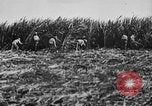 Image of workers San Juan Puerto Rico, 1935, second 40 stock footage video 65675052102