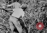 Image of workers San Juan Puerto Rico, 1935, second 41 stock footage video 65675052102