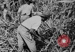 Image of workers San Juan Puerto Rico, 1935, second 42 stock footage video 65675052102