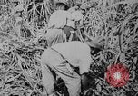 Image of workers San Juan Puerto Rico, 1935, second 43 stock footage video 65675052102