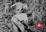 Image of workers San Juan Puerto Rico, 1935, second 45 stock footage video 65675052102