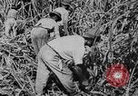 Image of workers San Juan Puerto Rico, 1935, second 47 stock footage video 65675052102