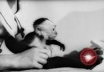 Image of pet monkey Germany, 1962, second 10 stock footage video 65675052199