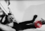 Image of pet monkey Germany, 1962, second 11 stock footage video 65675052199