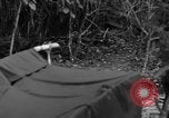 Immagine di L-5 Piper Cub piano Palawan Filippine, 1945, secondo 15 filmato di repertorio 65675052255