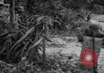 Immagine di L-5 Piper Cub piano Palawan Filippine, 1945, secondo 20 filmato di repertorio 65675052255