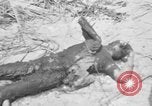Image of Marines Tarawa Gilbert Islands, 1943, second 62 stock footage video 65675052287