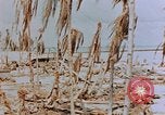Image of Marines Tarawa Gilbert Islands, 1943, second 45 stock footage video 65675052291
