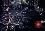 Standbild USA 25th Infantry Division Vietnam, 1967, aus Sekunde 15 historischem Filmmaterial Videoclip 65675052326