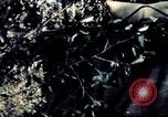 Standbild USA 25th Infantry Division Vietnam, 1967, aus Sekunde 33 historischem Filmmaterial Videoclip 65675052327