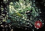 Image 25e Division d'infanterie troupes Vietnam, 1967, de la seconde 15 séquences d'archives historiques vidéo 65675052330