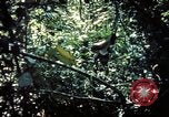 Image 25e Division d'infanterie troupes Vietnam, 1967, de la seconde 18 séquences d'archives historiques vidéo 65675052330