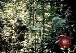 Image 25e Division d'infanterie troupes Vietnam, 1967, de la seconde 28 séquences d'archives historiques vidéo 65675052330