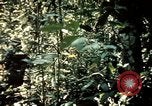 Image 25e Division d'infanterie troupes Vietnam, 1967, de la seconde 29 séquences d'archives historiques vidéo 65675052330