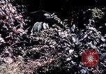 Image 25e Division d'infanterie troupes Vietnam, 1967, de la seconde 60 séquences d'archives historiques vidéo 65675052330