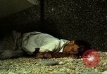 Immagine di Vietcong caduti in Embassy motivi Saigon Vietnam, 1968, secondo 29 filmato di repertorio 65675052350