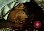 Immagine di Vietcong caduti in Embassy motivi Saigon Vietnam, 1968, secondo 47 filmato di repertorio 65675052350